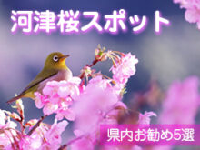 春の散策スポット河津桜名所まとめサムネイル画像