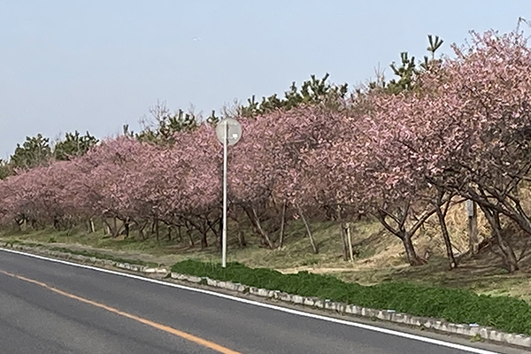 白子町の河津桜＿白子桜