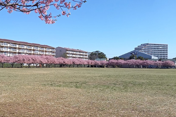 佐倉の河津桜＿西志津スポーツ等多目的広場