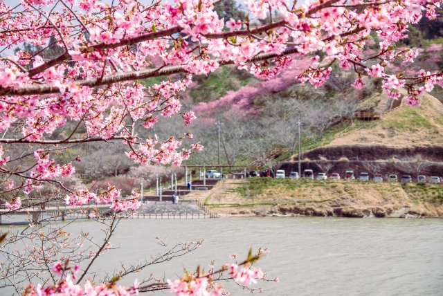 鋸南町の河津桜＿佐久間ダム