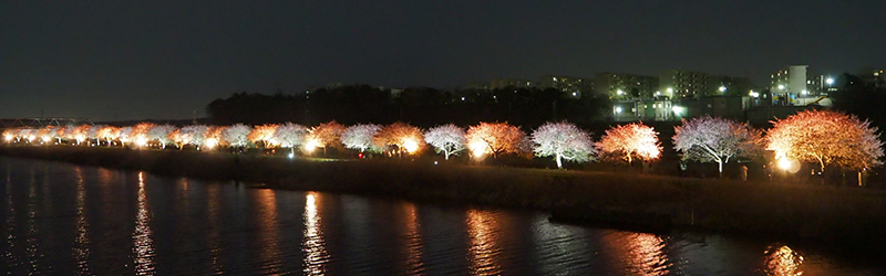 八千代の河津桜＿新川千本桜ライトアップ_トップ画像