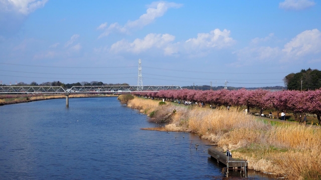 八千代の河津桜＿新川千本桜と川