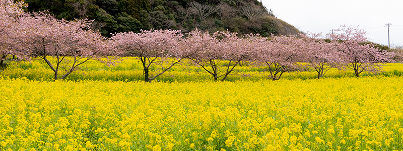 旭市の河津桜の名所＿岩井の堰トップ画像