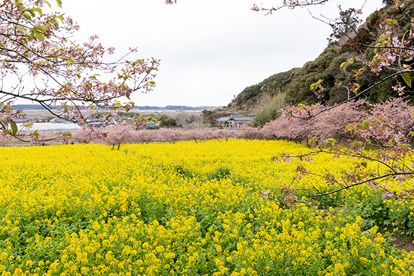 菜の花と河津桜の名所＿岩井の堰の写真
