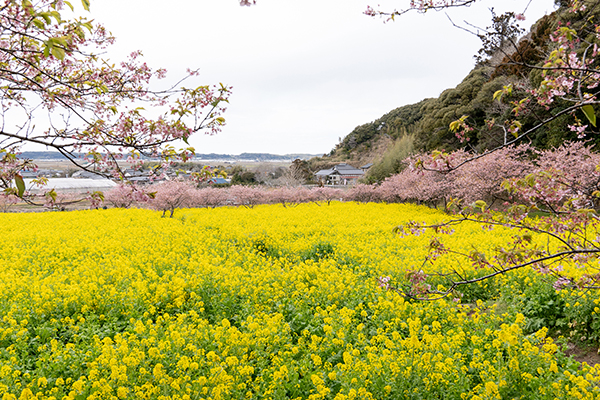 菜の花と河津桜の名所＿岩井の堰