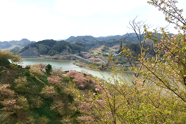 佐久間ダム親水公園の河津桜