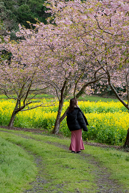 旭市の河津桜の名所＿岩井の堰を散策する写真