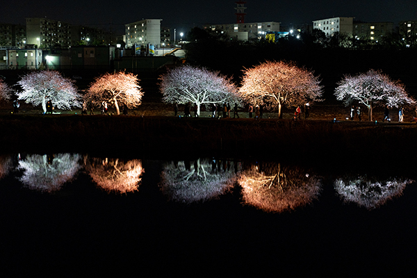 八千代新川千本桜まつり＿リフレクション