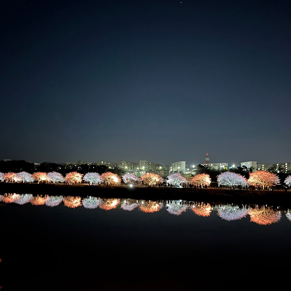 八千代新川千本桜まつりライトアップ＿iPhoneにて撮影