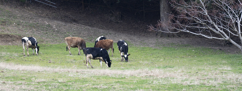 須藤牧場カーフハッチヨーヨで見れる放牧された牛たちの画像