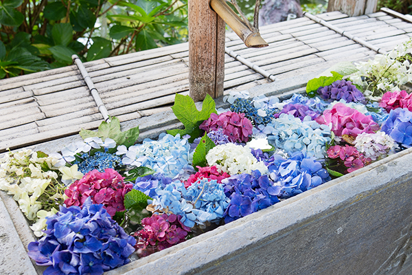 真野寺の花手水画像