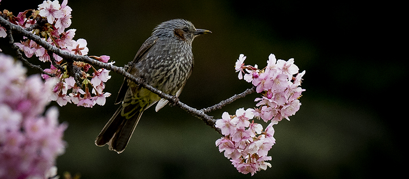 岩井の堰で探鳥＿河津桜とヒヨドリの写真