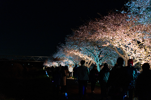 八千代新川千本桜まつり＿ライトアップ賑わっている