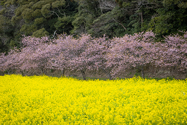 菜の花と河津桜の名所＿岩井の堰（黄色ピンク緑）の写真