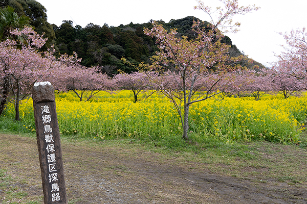 河津桜と菜の花が見頃の旭市岩井の堰の写真