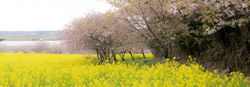 旭の河津桜穴場的名所＿岩井の堰のトップ画像