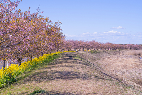 木戸川沿いの河津桜＿土手側からの景色