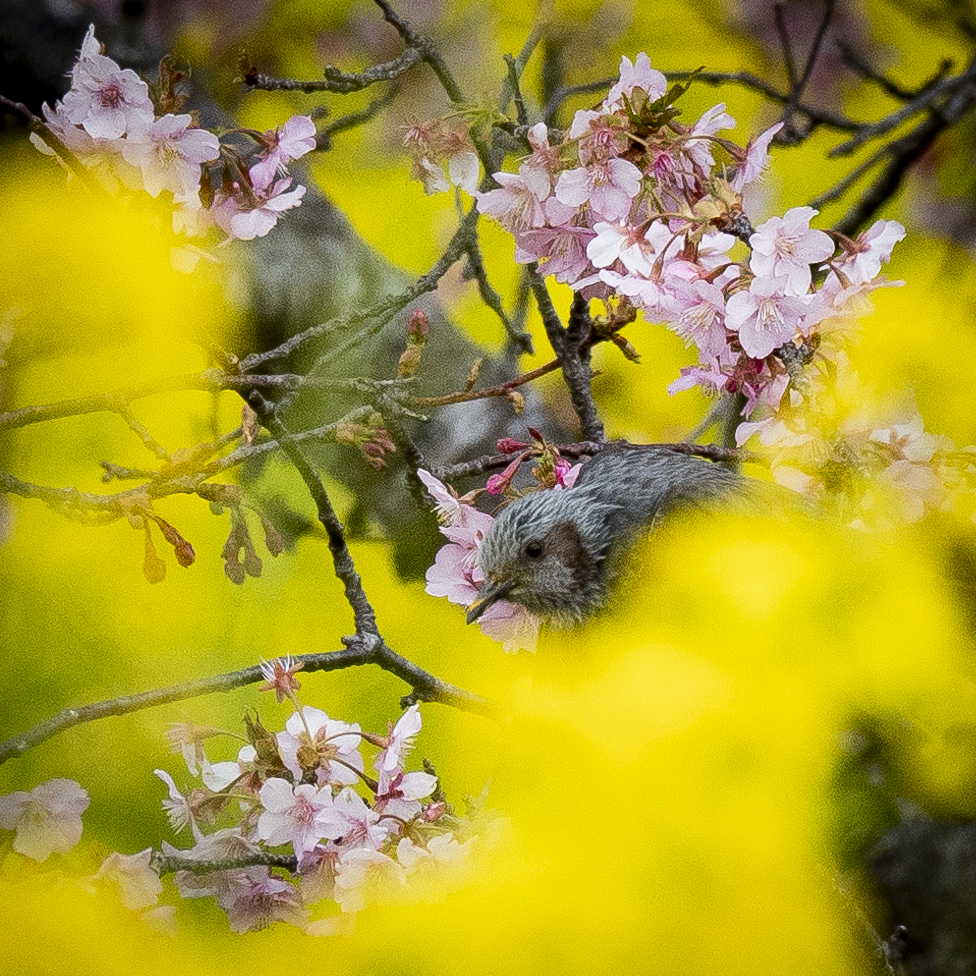 岩井の堰の河津桜と菜の花とヒヨドリの写真