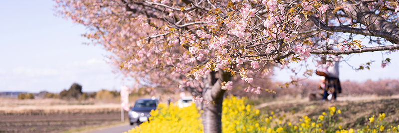 菜の花と河津桜の競演が美しい木戸川沿いの名所