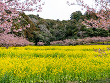 河津桜と菜の花の名所岩井の堰のサムネイル画像