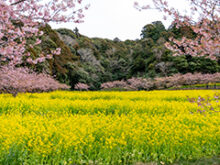 旭の河津桜名所＿サムネイル画像