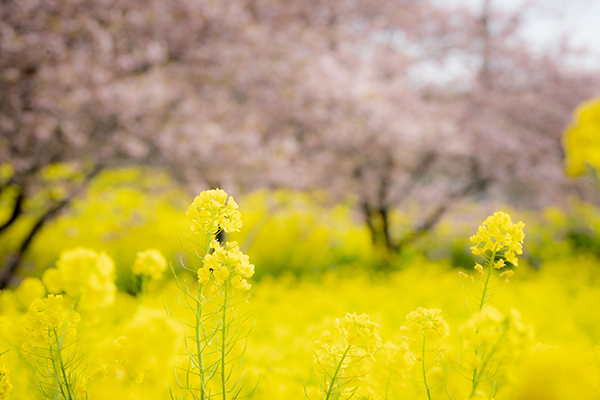 菜の花と河津桜の穴場名所＿岩井の堰の菜の花と河津桜の写真