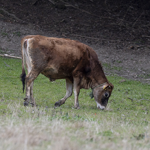 須藤牧場のジャージー牛