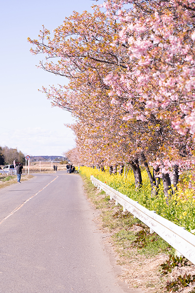 ツーリングスポットにもお勧めの木戸川沿いの河津桜