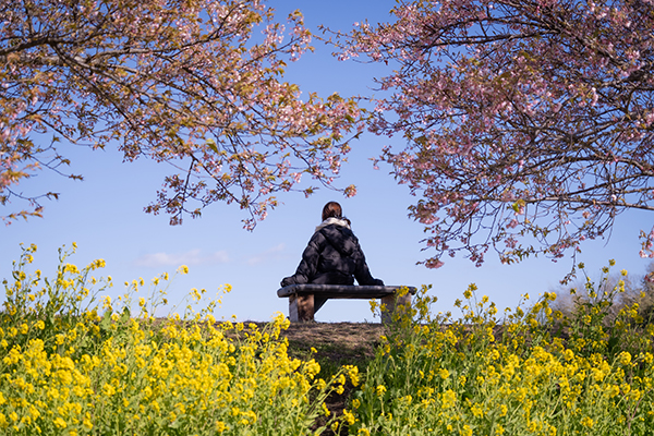木戸川沿いの河津桜と菜の花とベンチ