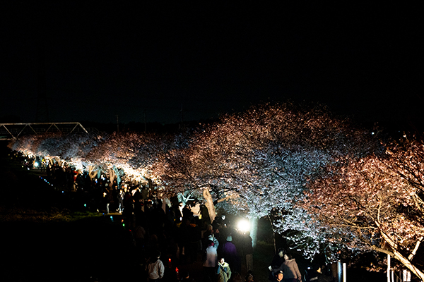 八千代新川千本桜まつり＿橋の上から