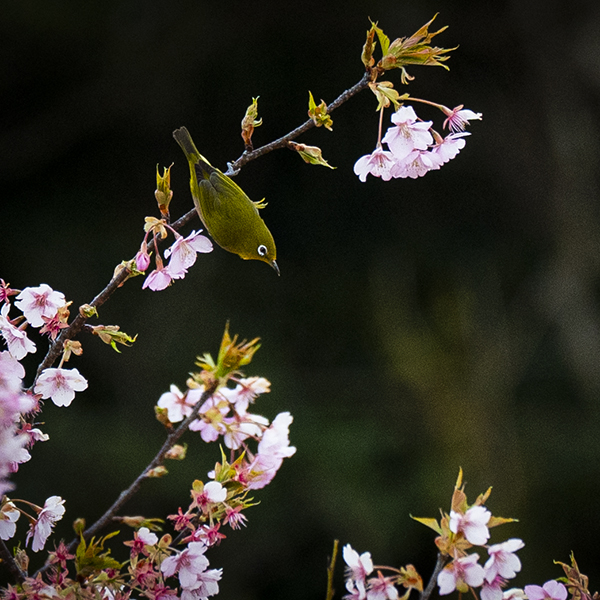 岩井の堰の河津桜とメジロの写真