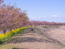 菜の花と河津桜の競演が美しい木戸川沿いの名所＿サムネイル画像