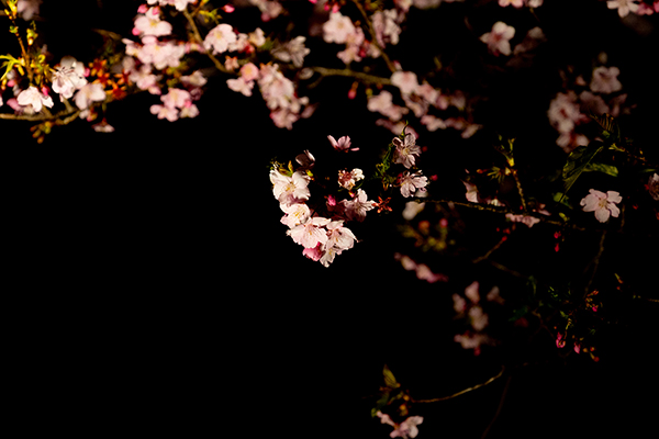 ライトアップされた河津桜