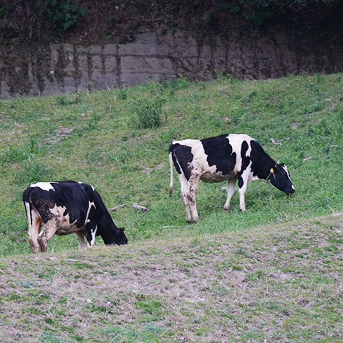 須藤牧場のホルスタイン