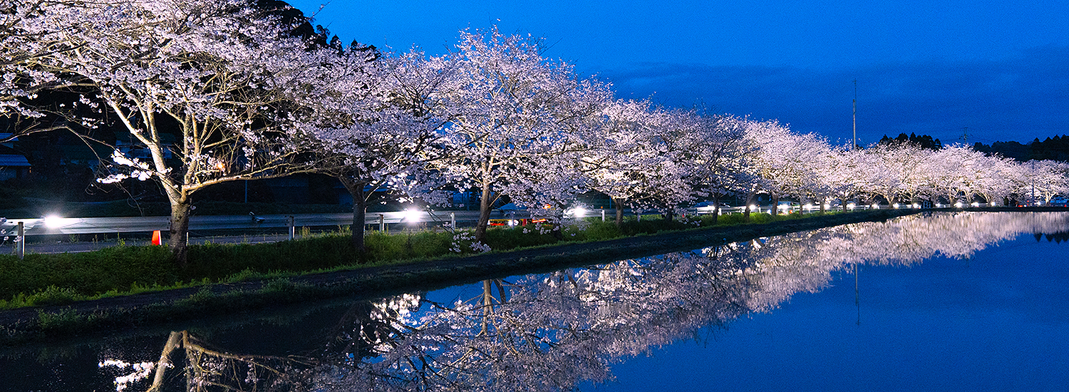 札森さくら街道の桜ライトアップブログトップ画像