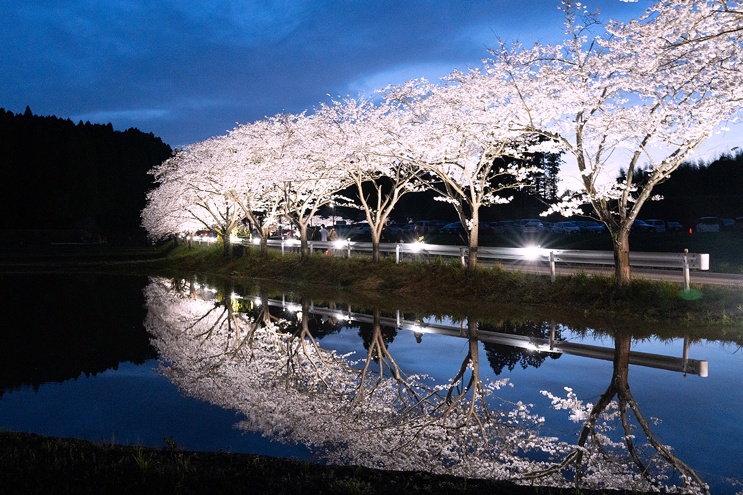 札森さくら街道_駐車場側の桜（ライトアップ）