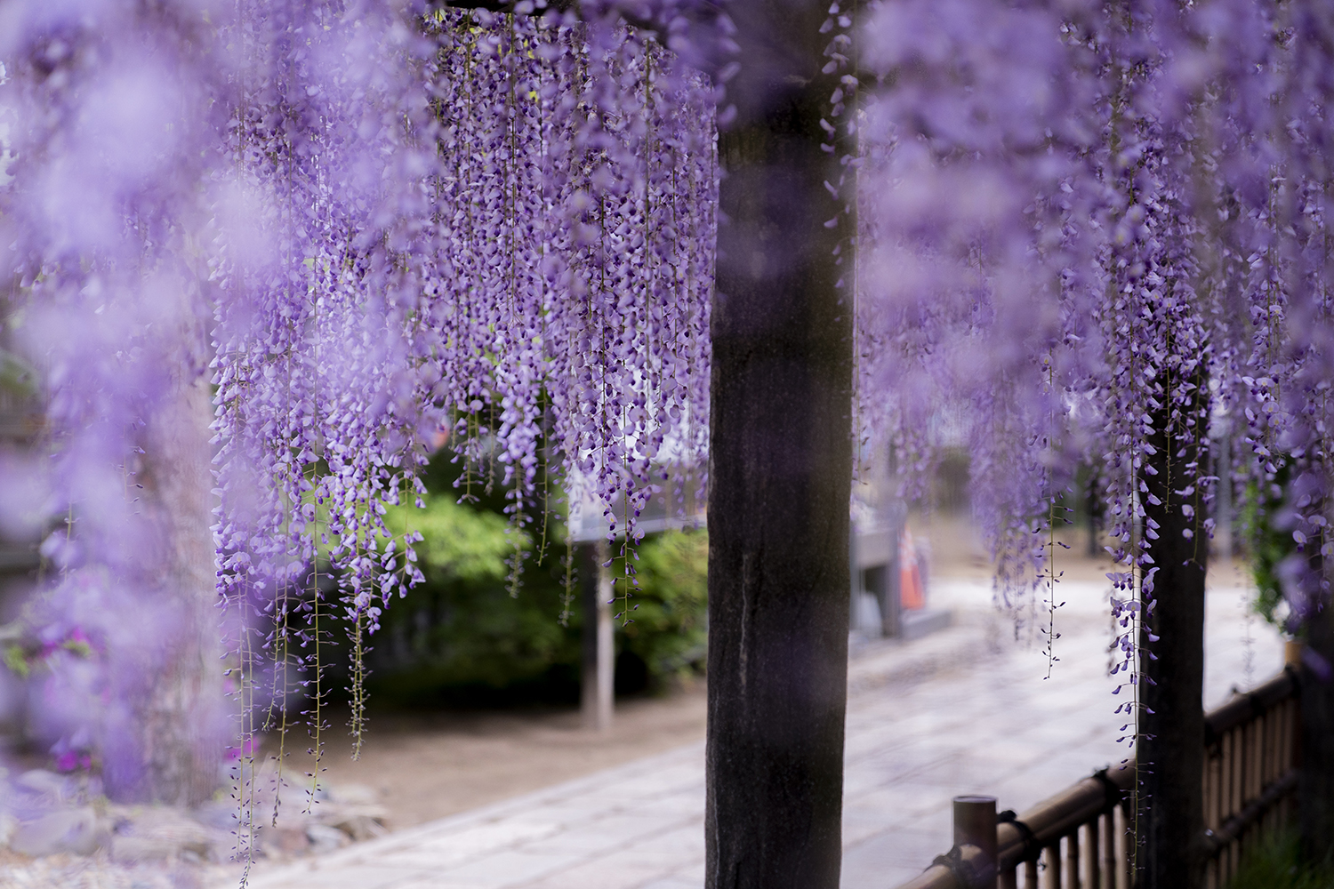 妙福寺の藤棚の中からの写真