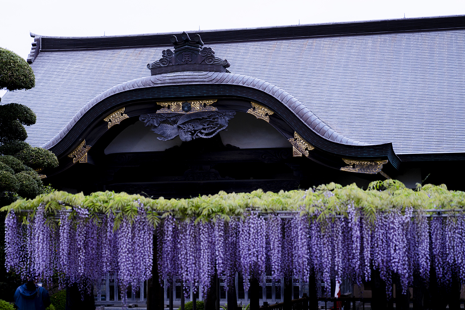 妙福寺の臥龍の藤と本堂の写真