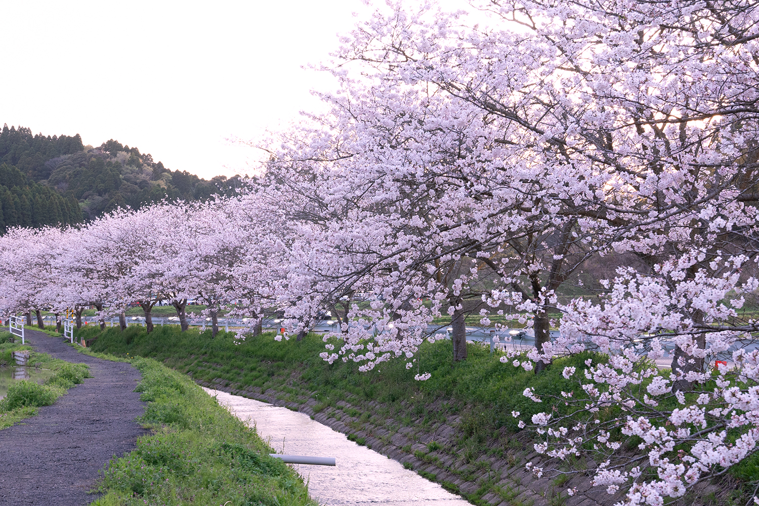 札森さくら街道の桜と小川