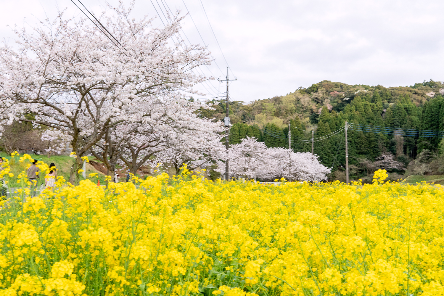 札森さくら街道の菜の花と桜並木