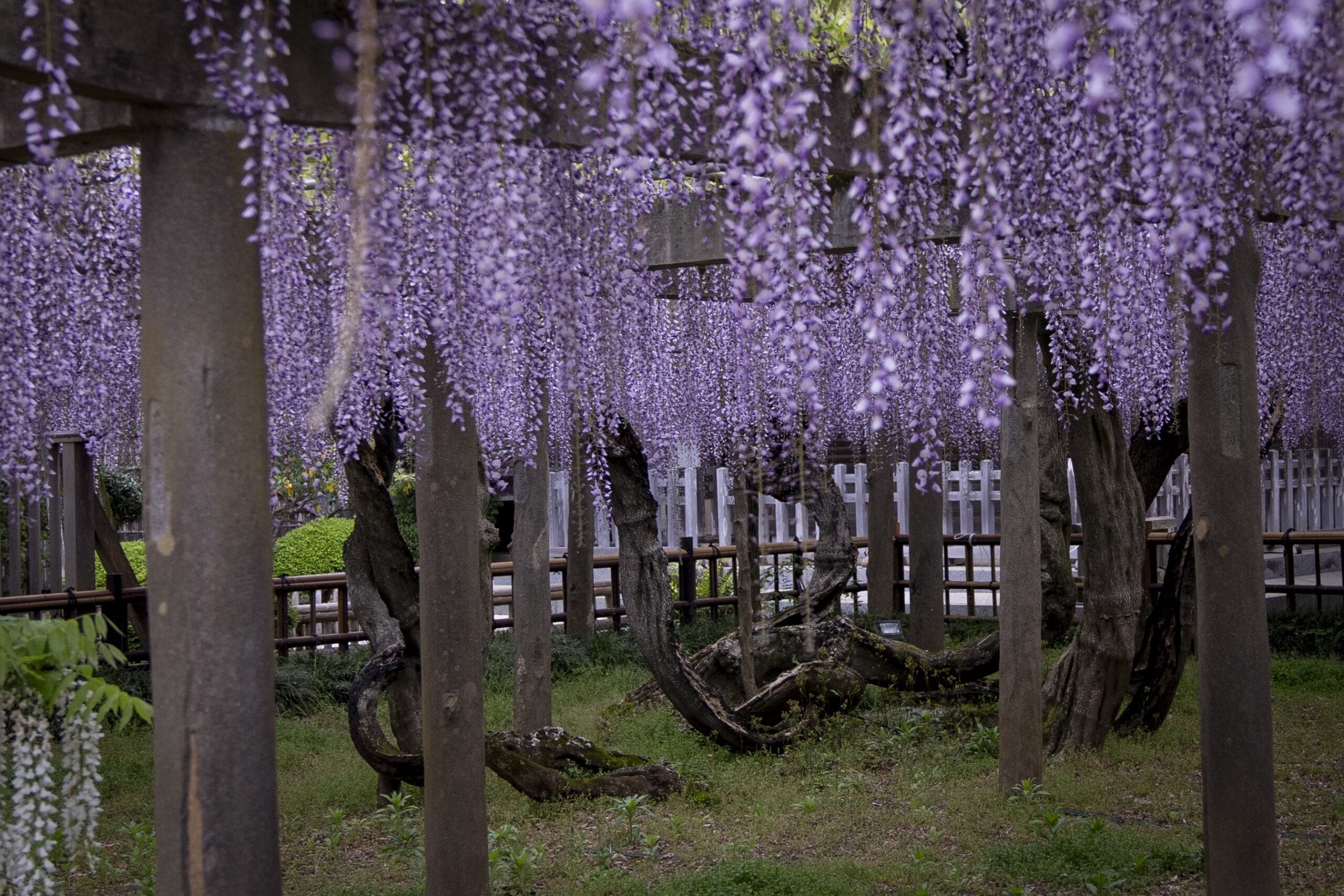 妙福寺の臥龍の藤の根の写真