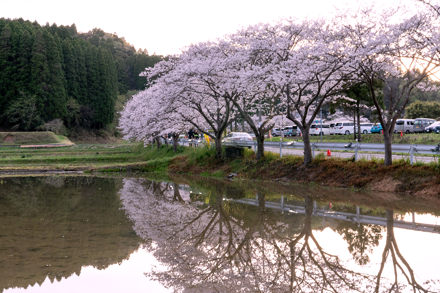 札森さくら街道_駐車場側の桜（夕方）