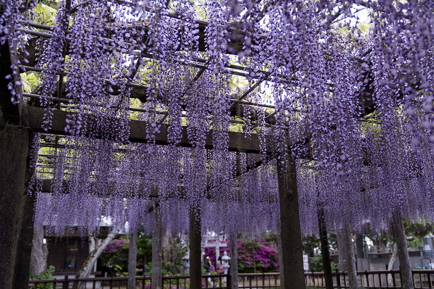 妙福寺の藤棚を見上げた写真