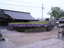 妙福寺の藤ブログサムネイル画像