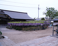 妙福寺の藤ブログサムネイル画像