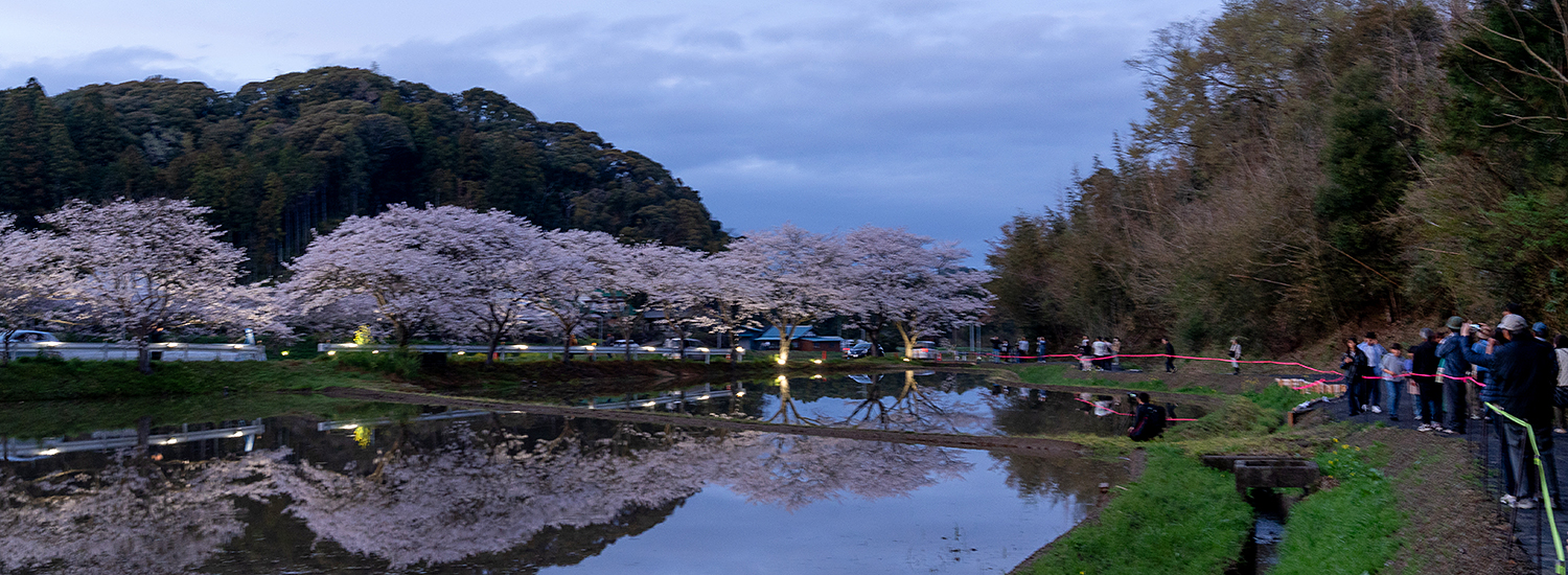 札森さくら街道ライトアップの日没を待っている人たちの写真