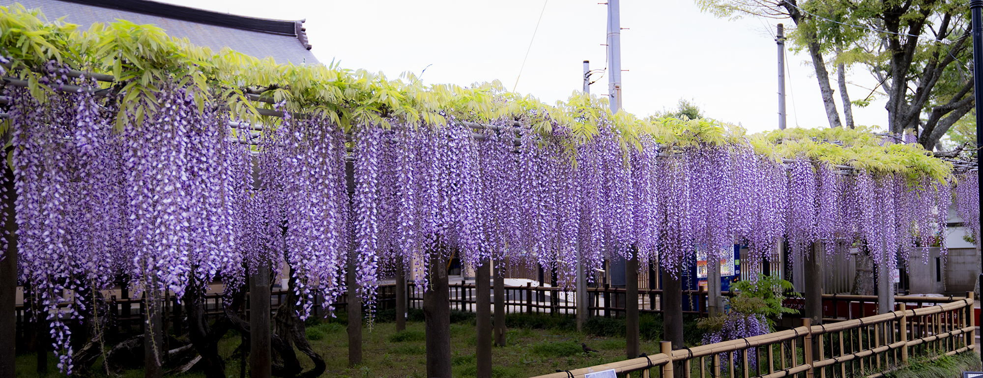 妙福寺の臥龍の藤