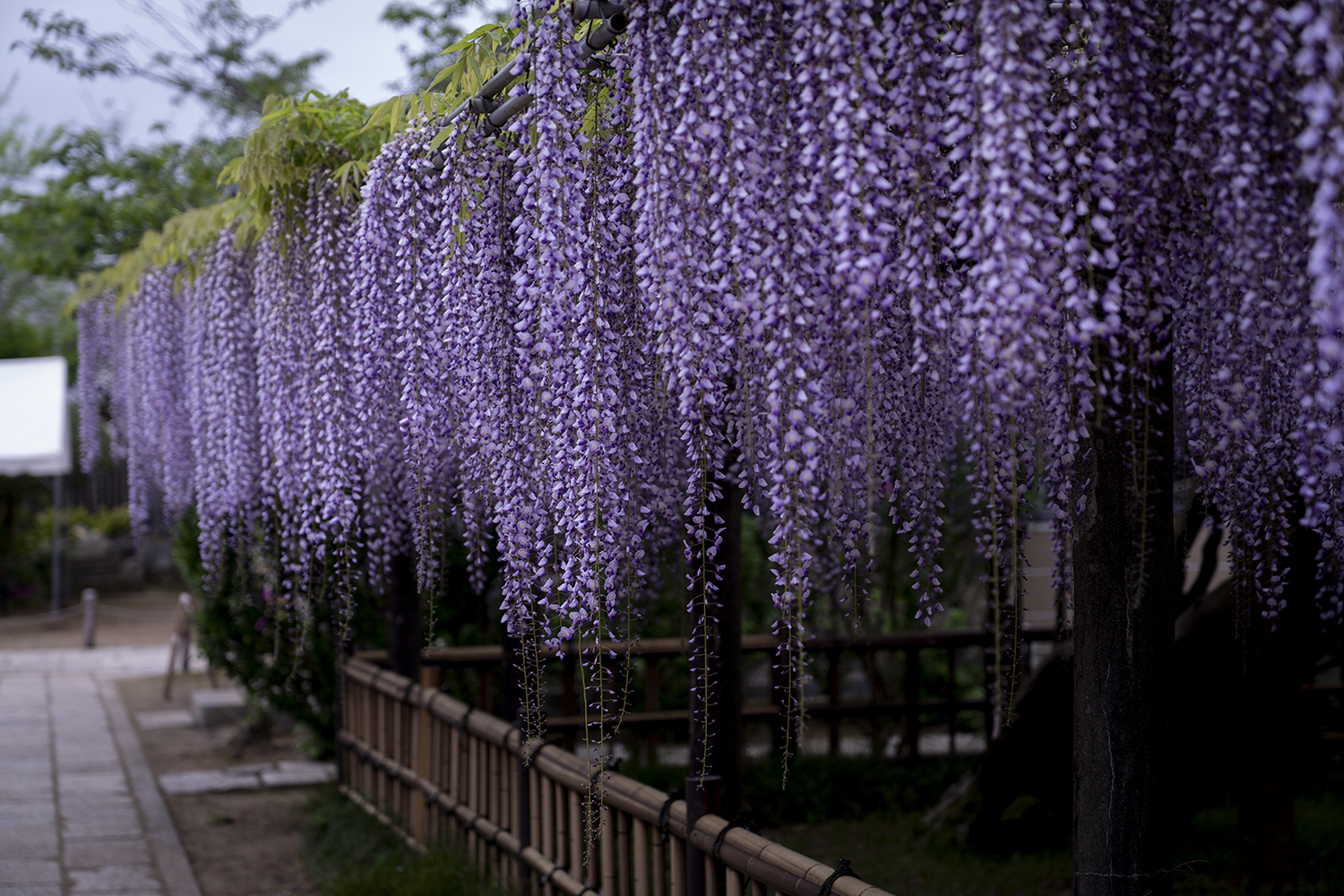 妙福寺の藤の花