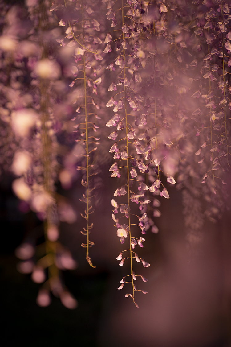 妙福寺の藤のライトアップ縦撮り写真