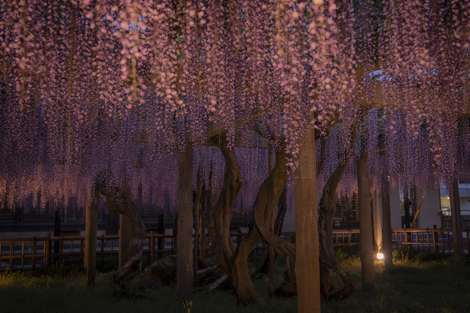妙福寺の臥龍の藤のライトアップ写真